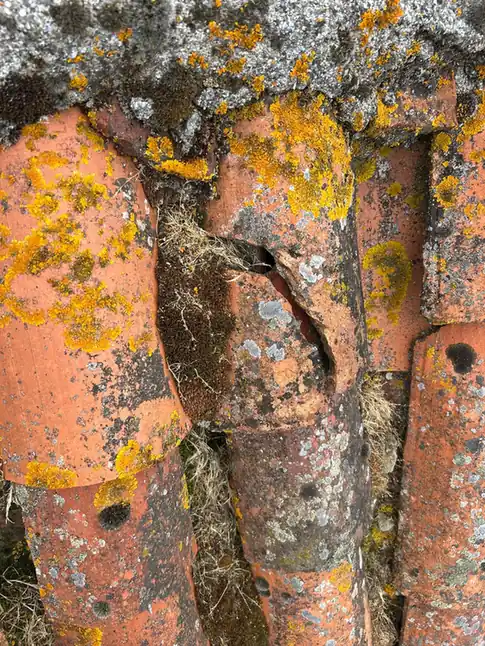 Lichen orangé et tuile fendue sur une couverture ancienne