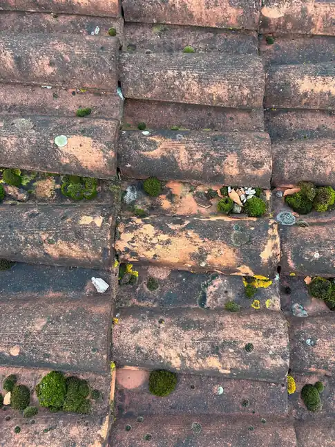 Tuiles anciennes envahies de mousse sur toute la surface