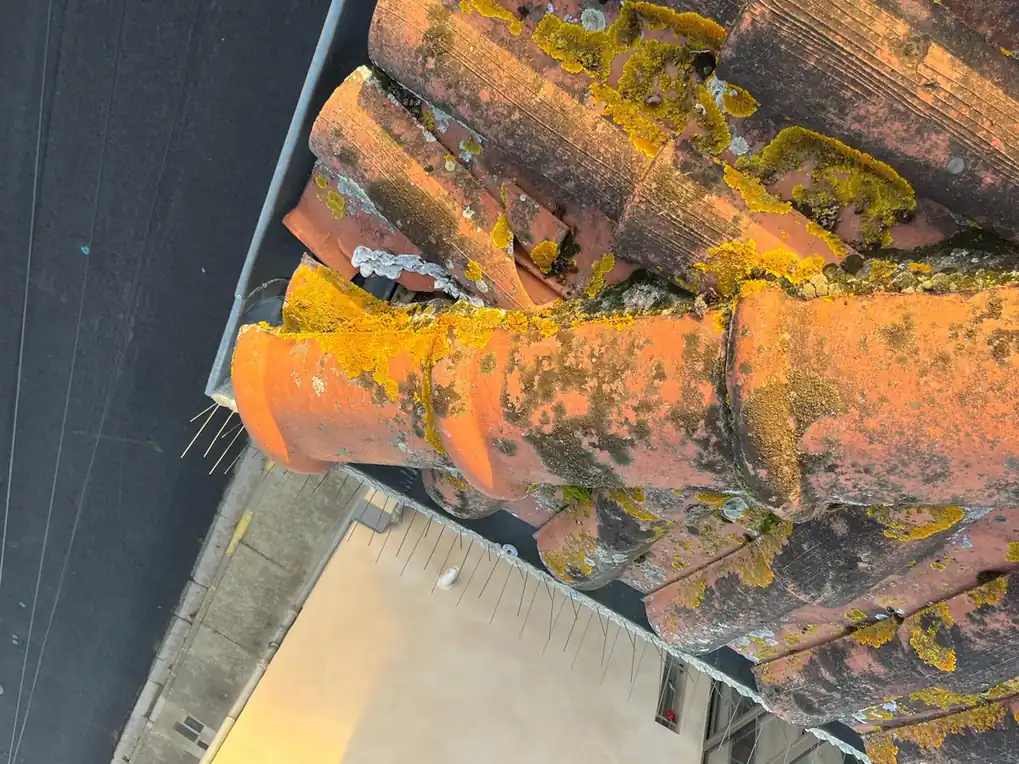 Tuiles de rive jaunies par le lichen au-dessus de la gouttière